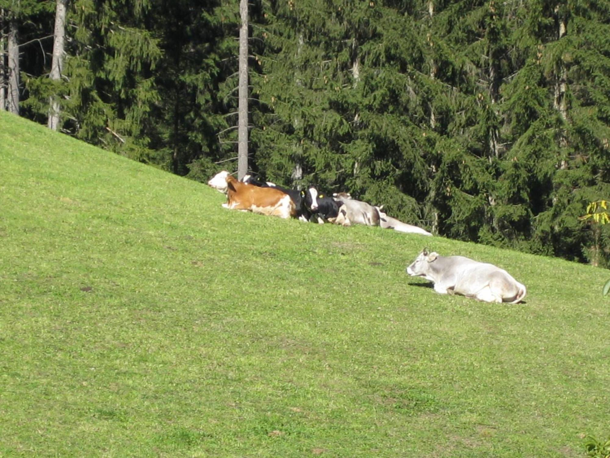 Vila Biohof Hamann Sarentino Exteriér fotografie
